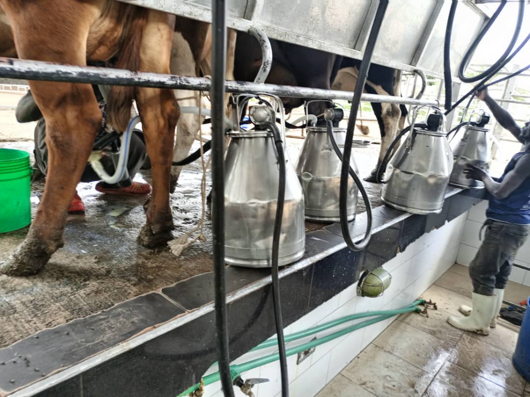 Modern Milking Parlour